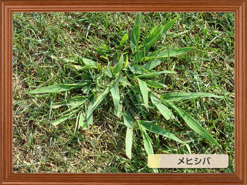 芝生によく生える代表的な雑草 芝生のことならバロネスダイレクト 通販 Yahoo!ショッピング
