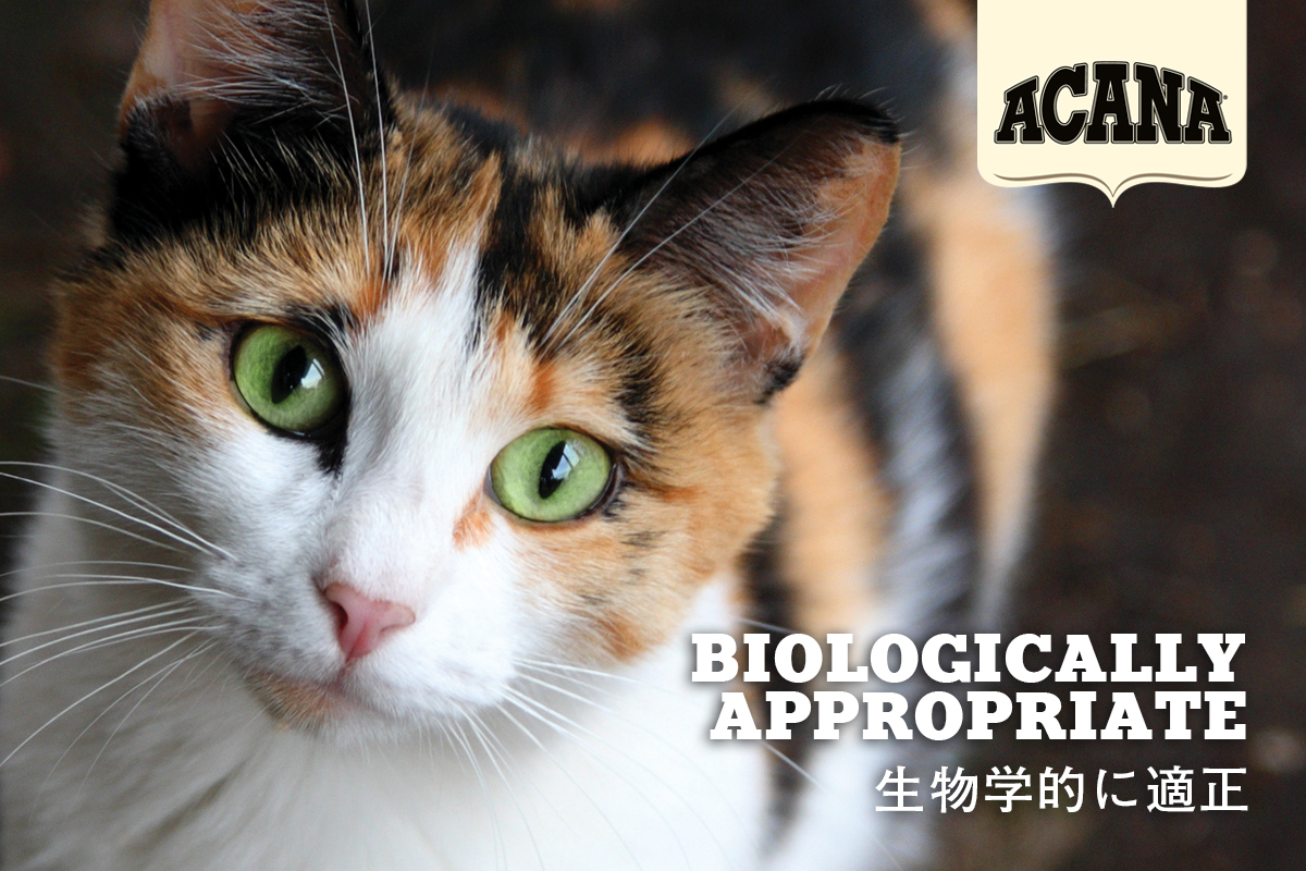 ACANA　BIOLOGICALLY APPROPRIATE [ 生物学的に適正 ]