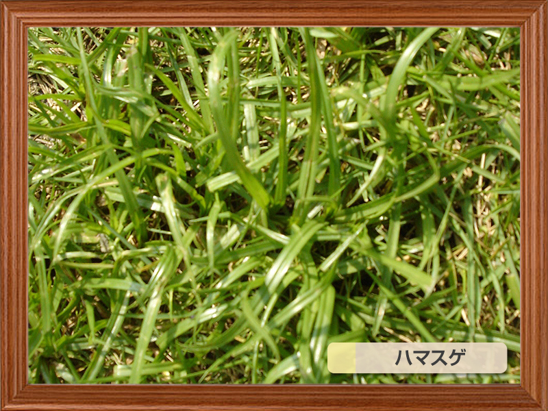 芝生によく生える代表的な雑草 芝生のことならバロネスダイレクト 通販 Yahoo!ショッピング