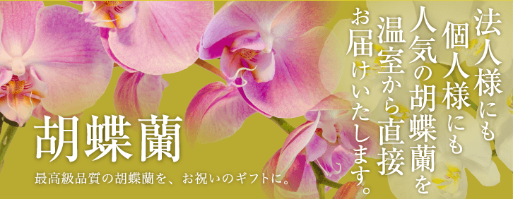 胡蝶蘭 - 最高級品質の胡蝶蘭を、お祝いのギフトに。 - ※法人様にも個人様にも人気の胡蝶蘭を温室から直接お届けいたします。