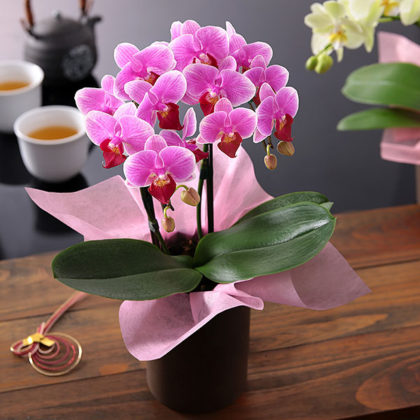 花鉢・優美な咲き姿にうっとり「ミディ胡蝶蘭・ピンク」