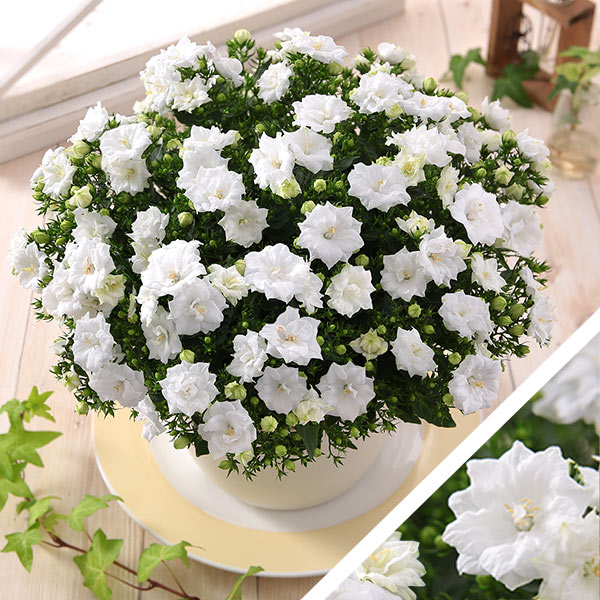 カンパニュラ大鉢・可憐な花鉢「ホワイトライクミー」