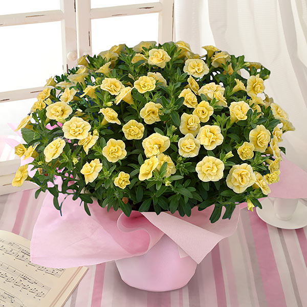 カリブラコア鉢・あふれ咲き「お花のシャワー・イエロー」