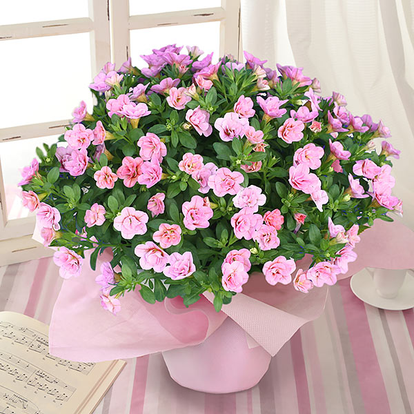 カリブラコア鉢・あふれ咲き「お花のシャワー・ピンク」
