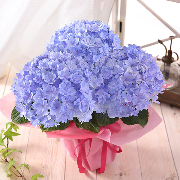 アジサイ鉢4号・まんまる花姿「サラン・ブルー」