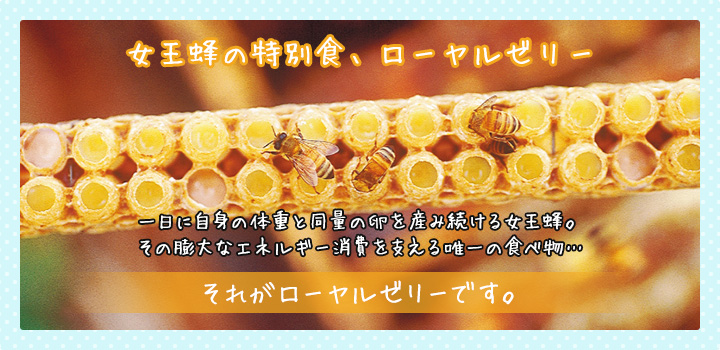 女王蜂の特別食、それがローヤルゼリーです。