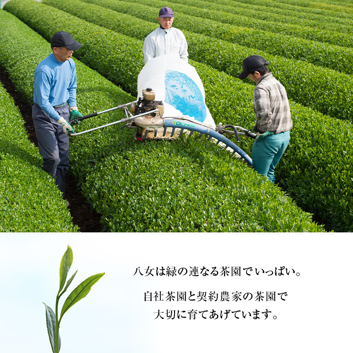 7周年記念イベントが 福岡八女 農家のまかない八女粉末茶 1ｋｇ 福岡 お取り寄せ 牛島製茶 福よかマーケット 九州 グルメ 緑茶、日本茶 