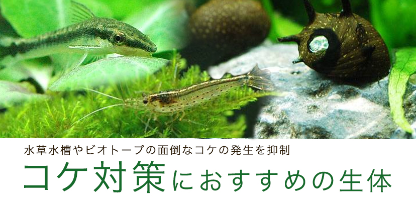 （熱帯魚）コリドラス・パンダ（６匹）　北海道・九州航空便要保温
