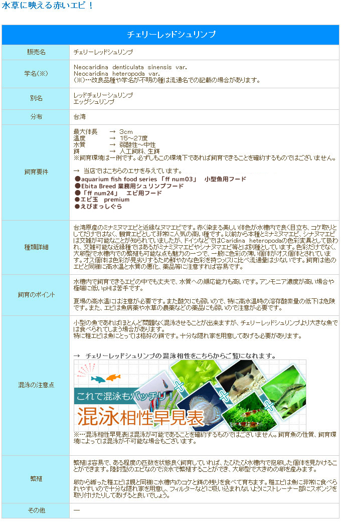 日本全国 送料無料 （エビ）チェリーレッドシュリンプ（５０匹）＋（５匹おまけつき） 北海道航空便要保温 商店