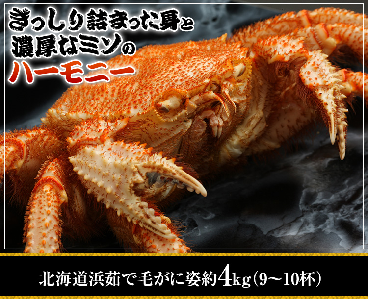 ぎっしり詰まった身と濃厚なミソのハーモニー 北海道浜茹で毛蟹姿 約4kg（9〜10杯）