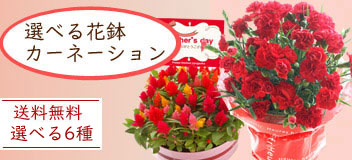 母の日選べる花鉢