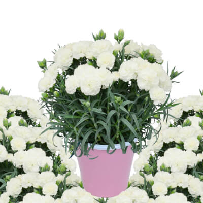 母の日に贈る花/亡き母の母の日参りに 白いカーネーション 5号鉢