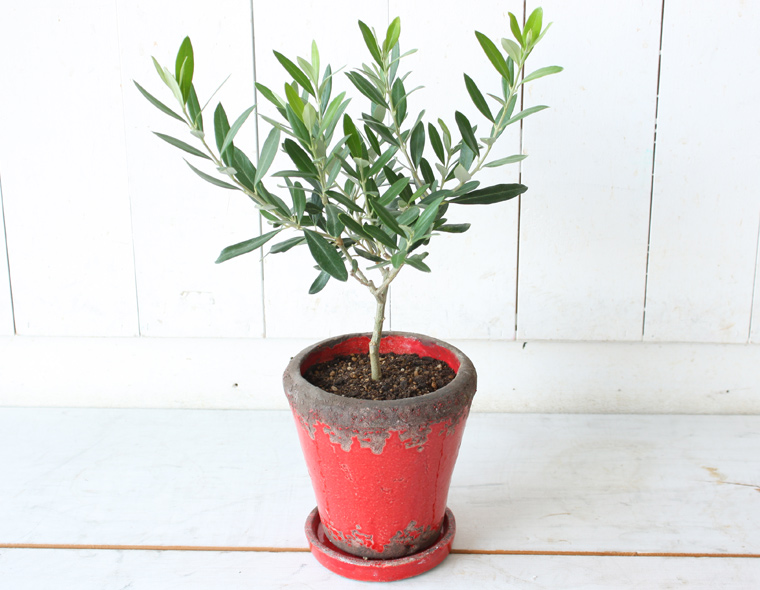 フラワーギフトは神戸フランツ