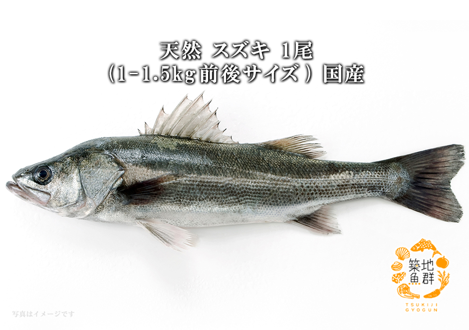天然スズキ1尾(1-1.5Kg前後サイズ) 国産 冷蔵便 :129:築地魚群 通販 