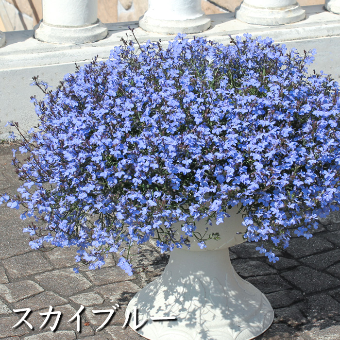 栄養系 ロベリア 苗 寄せ植え 白 ブルー 小花 春の花 ギガランキングｊｐ