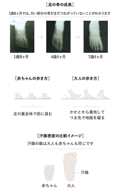足の骨の成長