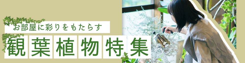 観葉植物