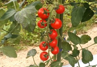 自然栽培トマト