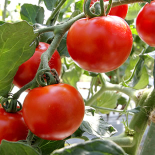自然栽培トマト　キャンポップトマト