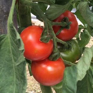 自然栽培トマト　レッドオーレ