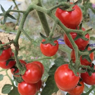 自然栽培トマト　ステラミニトマト