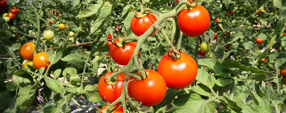 無農薬・無肥料の自然栽培トマト｜商品のご紹介｜ベジタリー Yahoo