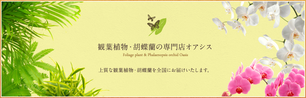 観葉植物・胡蝶蘭のオアシス