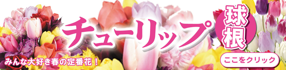 チューリップ特集