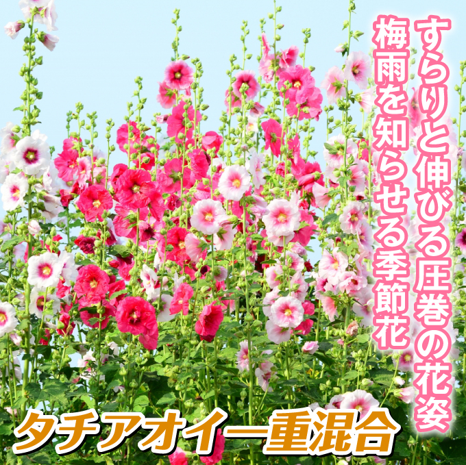 種 花たね タチアオイ 一重混合 1袋(300mg) :2015n-p7-0011:花と緑 国華園 通販 