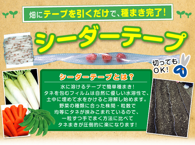 ニンジン 種 たね シーダーテープ 祝紅金時 1袋(10m) 人参 野菜たね YTC23 :p6c-736:花と緑 国華園 通販  