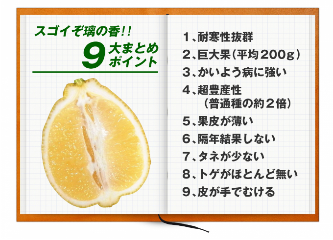 レモン 苗木 苗 レモン 璃の香PVP 1株 / りのか 檸檬 レモンの木