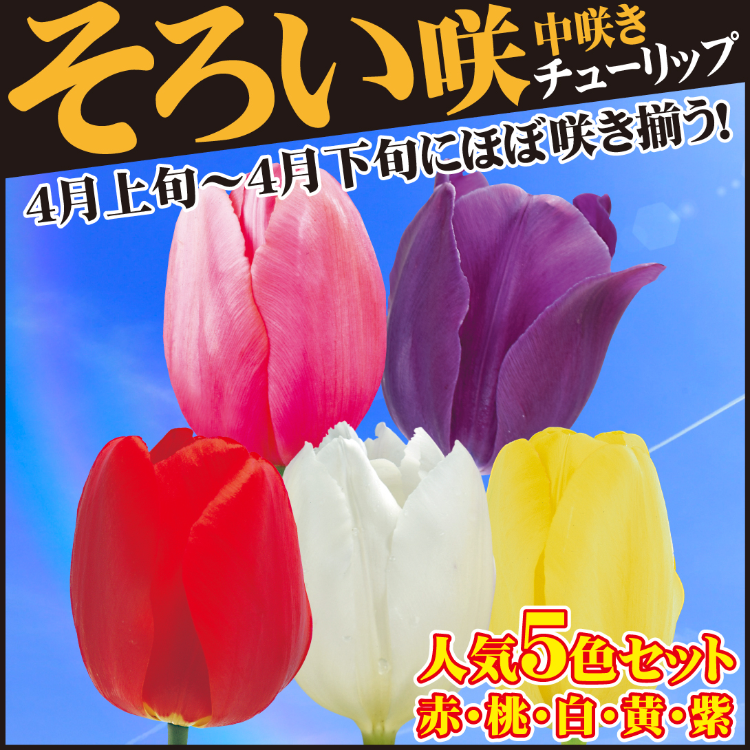 チューリップ 球根 中咲そろい咲セット 5色75球(各15球) :2016n-p0-011:花と緑 国華園 通販 