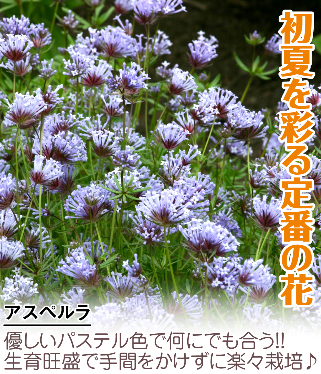 種 花たね アスペルラ 1袋(200mg) :2017n-p7-0024:花と緑 国華園 通販 
