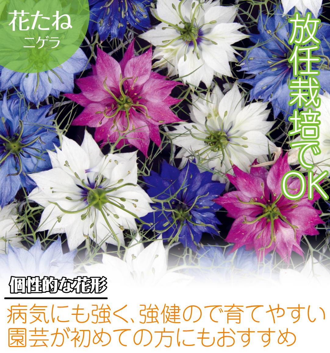 種 花たね ニゲラ混合 1袋(1000mg) :2010-p7-064:花と緑 国華園 通販 