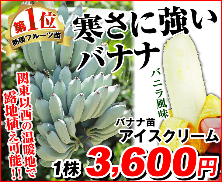 7,560円アイスクリームバナナ特大苗　【半耐寒性】