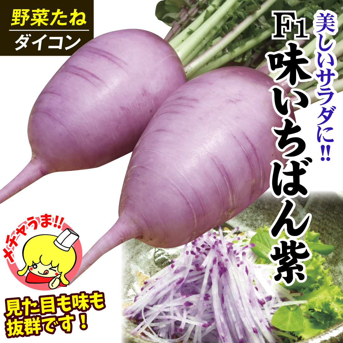 ダイコン 種 たね F1味いちばん紫 1袋（50粒）大根 大根 野菜たね YTC06 :p6c-351:花と緑 国華園 通販  