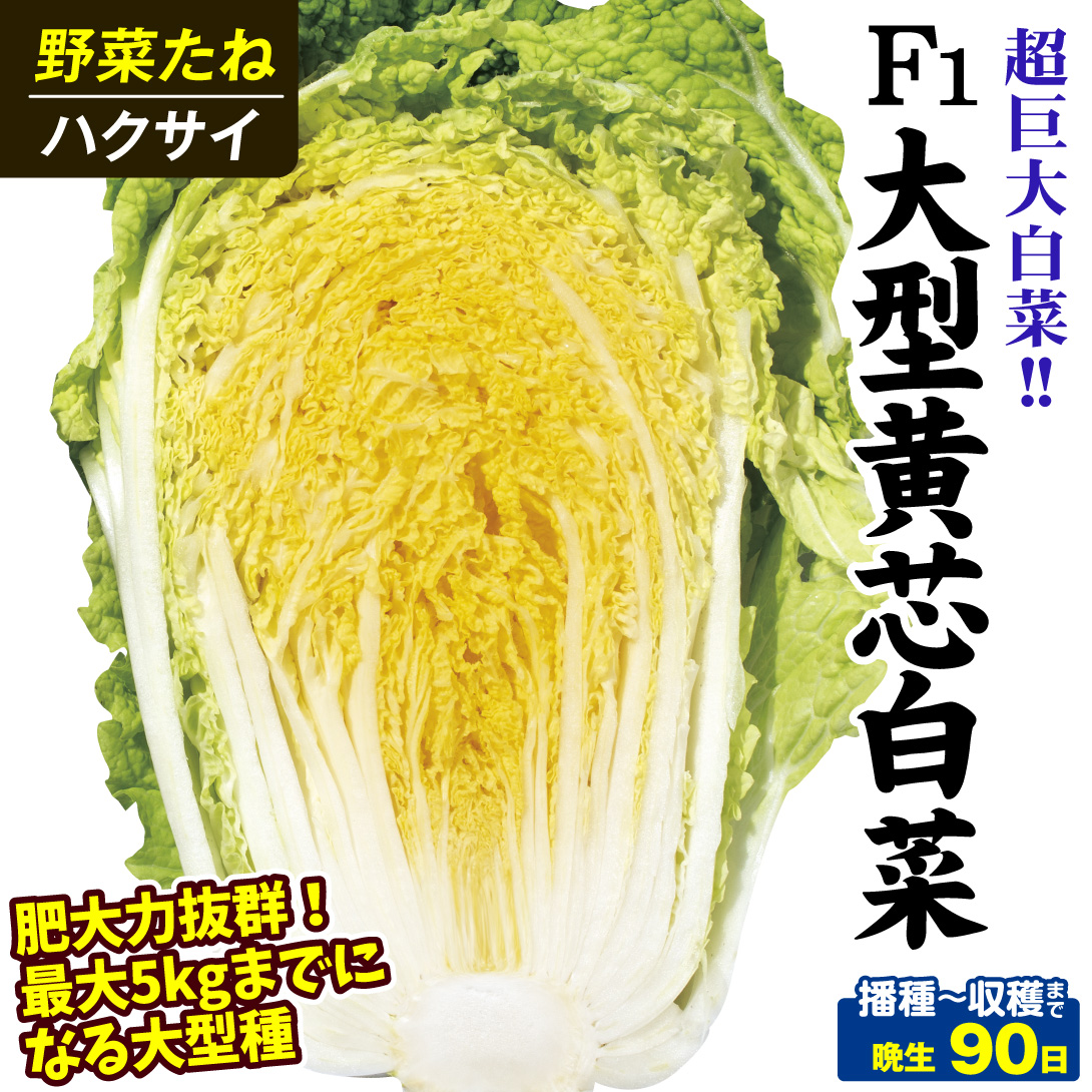 野菜たね　YTC11　20219-p6-0005　ハクサイ　F1大型黄芯白菜　花と緑　種　1袋(2ml)　国華園　たね　白菜　通販