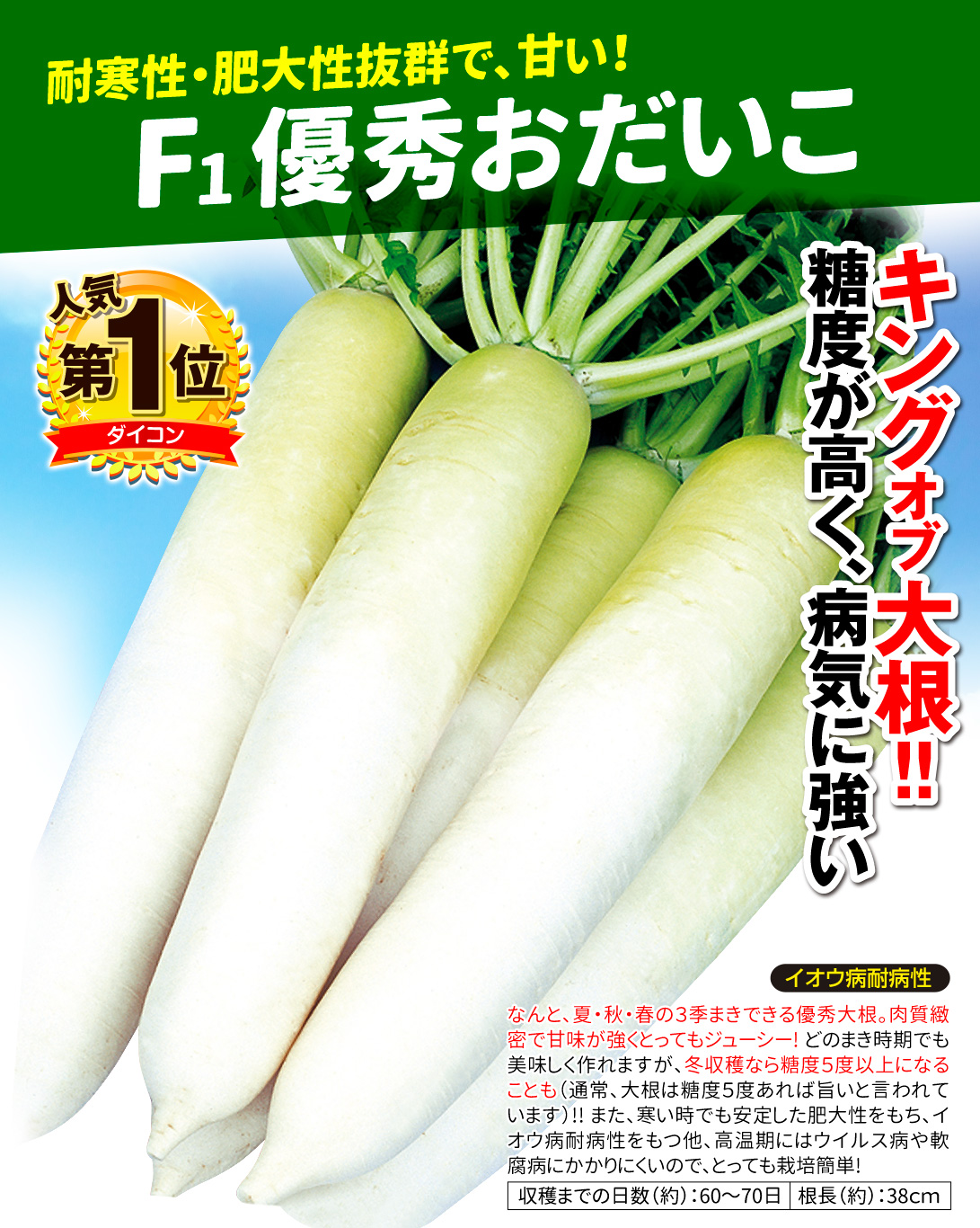 ダイコン 種 たね F1冬あま 1袋(5ml) 大根 野菜たね YTC07