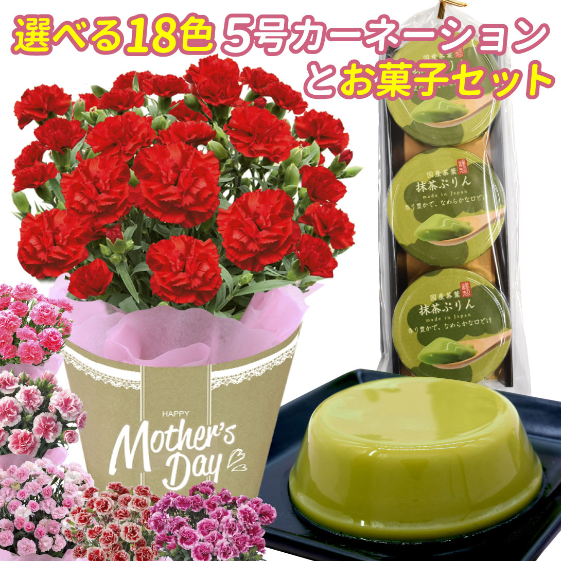24haha_carnationsweet_01.jpg