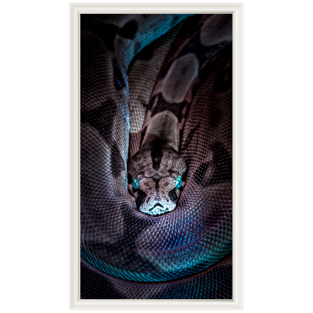 Mu3アクセント壁紙 蛇 ヘビ ウォールステッカー 日本製 爬虫類 アナコンダ スネーク 写真 ポスター シール Acw 0012 Ktn W Lucca 通販 Yahoo ショッピング