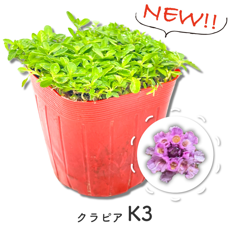 クラピア K3（花の色：濃いピンク）