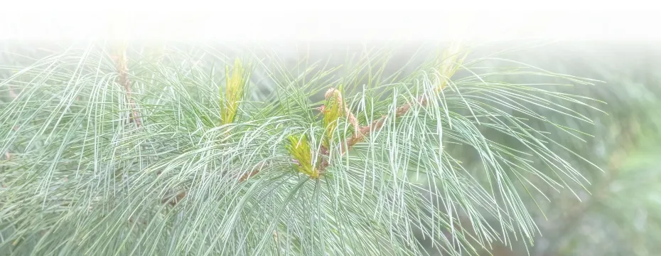 シベリアンファー 針葉樹 広葉樹 サンダルウッド