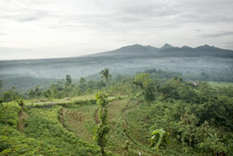写真：インドネシアにある契約栽培コーヒー農園