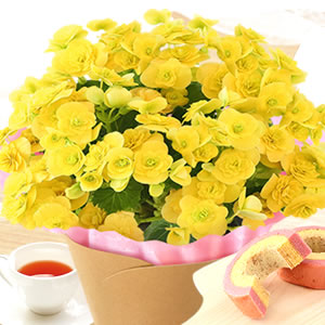 
敬老の日 定番の花 ベゴニア黄色
