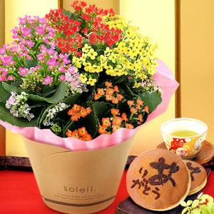 
敬老の日　お菓子　カランコエ花鉢画像
