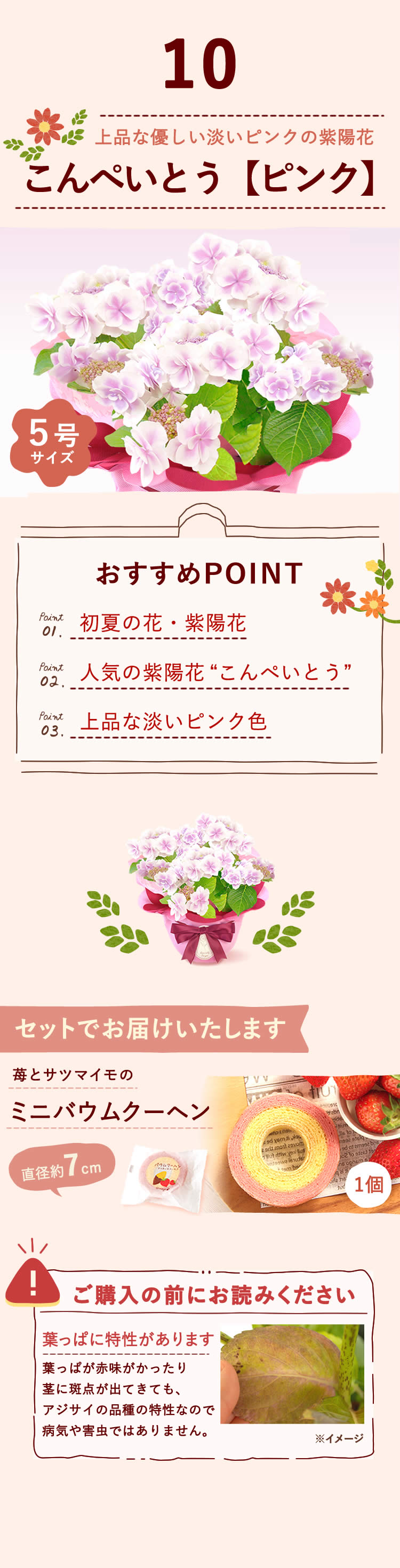 選べる花D_こんぺいとう ピンク