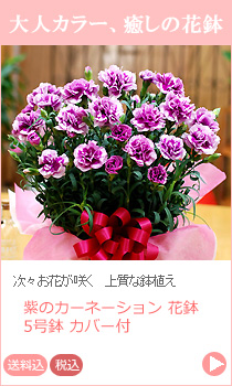 紫カーネーション 鉢花