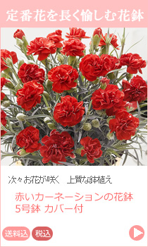 赤いカーネーション 鉢花