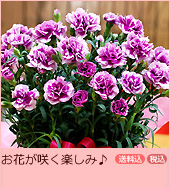 紫カーネーション 鉢花