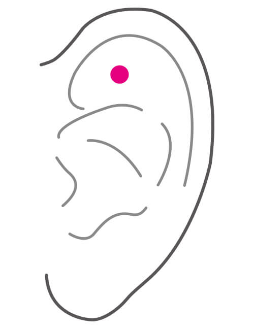 耳の部位 軟骨・アウターコンク